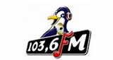 Pinguin Fm